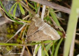 Image result for Pyrausta aerealis