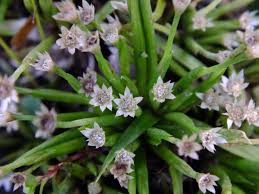 Image result for Eriocaulon truncatum
