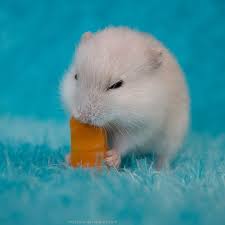 Maybe you would like to learn more about one of these? Nom Dwarf Hamster Cute Kawaii Eating Cheese Baby Cute Hamsters Dwarf Hamster Hamster