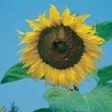 Sketsa bunga matahari tersebut terlihat sangat detail dan nyata menyerupai bentuk aslinya. Terjual Jual Benih Bunga Matahari Per Biji Kaskus