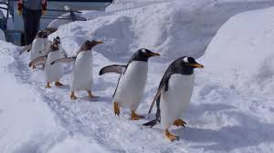 Otaru Aquarium｜What to See & Do｜HOKKAIDO LOVE! -Hokkaido Official Tourism  Site