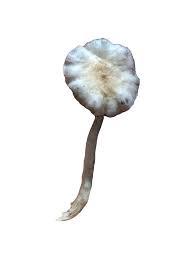 Image result for Sarcocornia natalensis