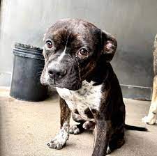Passion for Pitbulls