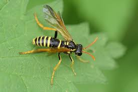 Image result for Scolopia rhamniphylla