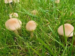Hat der boden nur wenige nährstoffe zu bieten, ist das schlecht für gräser, aber ein wunderbares verbreitungsgebiet für pilze. Was Hilft Gegen Pilze Im Rasen Ndr De Ratgeber Garten
