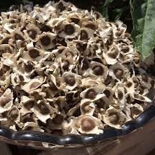 Image result for moringa seed