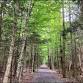 Zen Hike with Forest Bathing