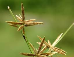 Image result for Pycreus flavidus