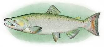 Chinook Salmon Wikiwand