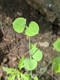 Image result for Drymaria