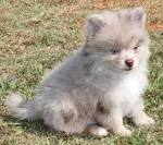 MERLE - The Myths and the Misinformation! - Keen Pomeranians