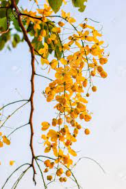 Golden Shower Tree In Bloom Asian Tree With Yellow Flower Heads Stock  Photo, Picture And Royalty Free Image. Image 39015963.