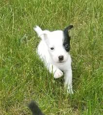 Jenny is one of two sisters i got from strawberry springs jack russell. Short Legged Jack Russell Puppy Females Purebred For Sale In La Crosse Wisconsin Classified Americanlisted Com