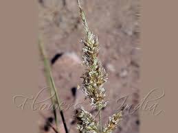 Image result for Enneapogon cenchroides