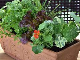 We did not find results for: Planting A Herb Window Box Sa Garden And Home
