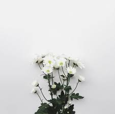 Pin Oleh Jiyoon Seo Di Flowers Doodle Bunga Bunga Bunga Peony Here you can find different types of flower pictures, among them red flowers, white flowers, rose flowers, spring flowers, flower wallpapers.