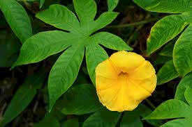 Image result for Disperis mozambicensis