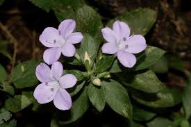 Image result for Barleria holubii