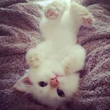 The Hangover What Hangover I Feel Great Hangover Cute Animals Kittens Cutest Fluffy Kittens