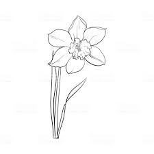 Daffodil Line Drawing At Paintingvalley Com Explore Collection Of Daffodil Line Drawing Learn how to draw a daffodil and other flowers and plants with our easy instructions. daffodil line drawing at paintingvalley com explore collection of daffodil line drawing