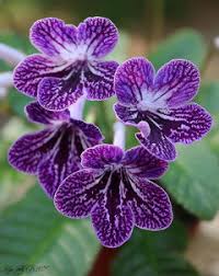 Image result for Streptocarpus kamerunensis