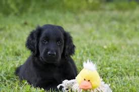 Maybe you would like to learn more about one of these? The Black Golden Retrievers Official Golden Retriever