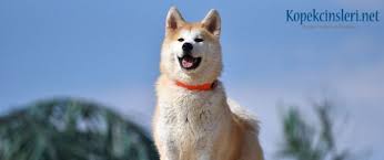 Akita Inu Ozellikleri Bakimi Nasil Bir Kopektir