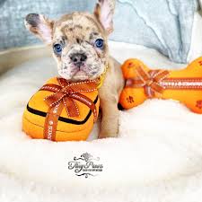 Breeding the finest akc registered french bulldog puppies in the country, 5 star rated by our this is our lilac and tan merle french bulldog stud bingo. Cash Tiny Rare Chocolate Fawn Merle French Bulldog Tiny Paws