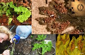 Image result for Anogramma