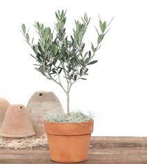 Artificial topiary ball trees that come with views don't have these issues and are, in the general safer for your. Olive Tree Topiary 4 And 5 Lb Live Olive Plant Topiary