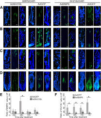 Blood can usually detect for a day or two and urine for up to several months but hair can detect usage well beyond the normal limits. The Balance Of Bmp6 And Wnt10b Regulates The Telogen Anagen Transition Of Hair Follicles Cell Communication And Signaling Full Text