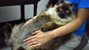 The pasadena humane society & spca ramped up its efforts to find graysea a home. A 29 Pound Cat Was Rescued In Pasadena California And He Is So Big