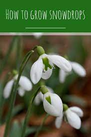 How And Where To Grow Snowdrops Flowers Perennials Perennial Plants Planting Flowers