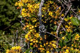 Image result for Acridocarpus natalitius