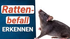 Somit ist es nicht mehr erforderlich, den bau zu zerstören. Rattenbefall Erkennen Anzeichen Fur Ratten Im Haus Und Garten Youtube