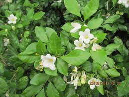 Flowers have the scent of orange blossoms, hence the common names of orange jessamine. Murraya Paniculata Efloraofindia