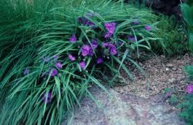 Concord grapes, grape juice and red wine may also help maintain grey matter as you age. Directory Of Annuals Gardening With Annuals University Of Illinois Extension