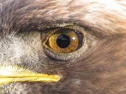 That means that an eagle flying at an altitude of 1000 feet over open. Eagle Eye Wikipedia