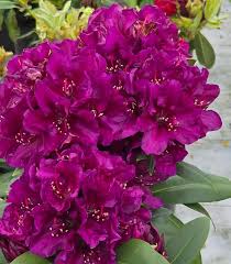 Image result for Rhododendron