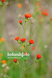 Image result for Emilia coccinea