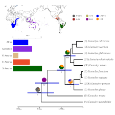 Image result for Eustachys paspaloides