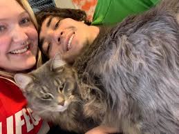 Missing cat in Sun Valley?