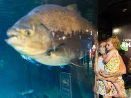 Maybe you would like to learn more about one of these? Vancouver Aquarium Reopens With 2 Million Federal Splash Vancouver Sun