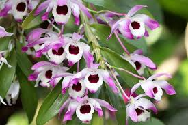 Image result for Dendrobium