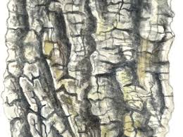How To Identify A Tree By Its Bark Discover Wildlife