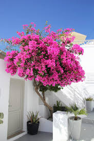 Blooming periodically throughout the year in warm winter areas, and from summer to fall elsewhere, the colorful blossoms give way to small inconspicuous fruits, 1/2 in. Santorini Bougainvillea Bougainvillea Plants Beautiful Gardens