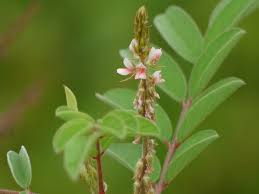 Image result for Indigofera astragalina-hirsuta