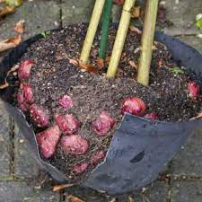 Their taste falls somewhere between an artichoke heart and a sunflower seed. Jerusalem Artichoke Planting Growing And Harvesting