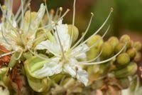 Image result for Isoberlinia angolensis