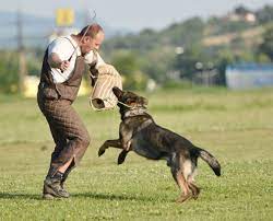 Maybe you would like to learn more about one of these? Formations Maitre Chien Formations Cynophiles Thesee Formation